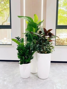 镇海盆景出租设计