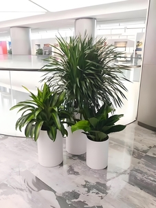 海曙花卉出租公司 海曙花卉出租公司